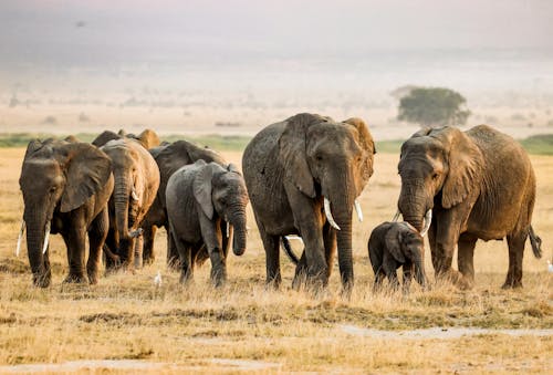 Safari experience from Delhi, India featured in a ZS Safaris guest testimonial