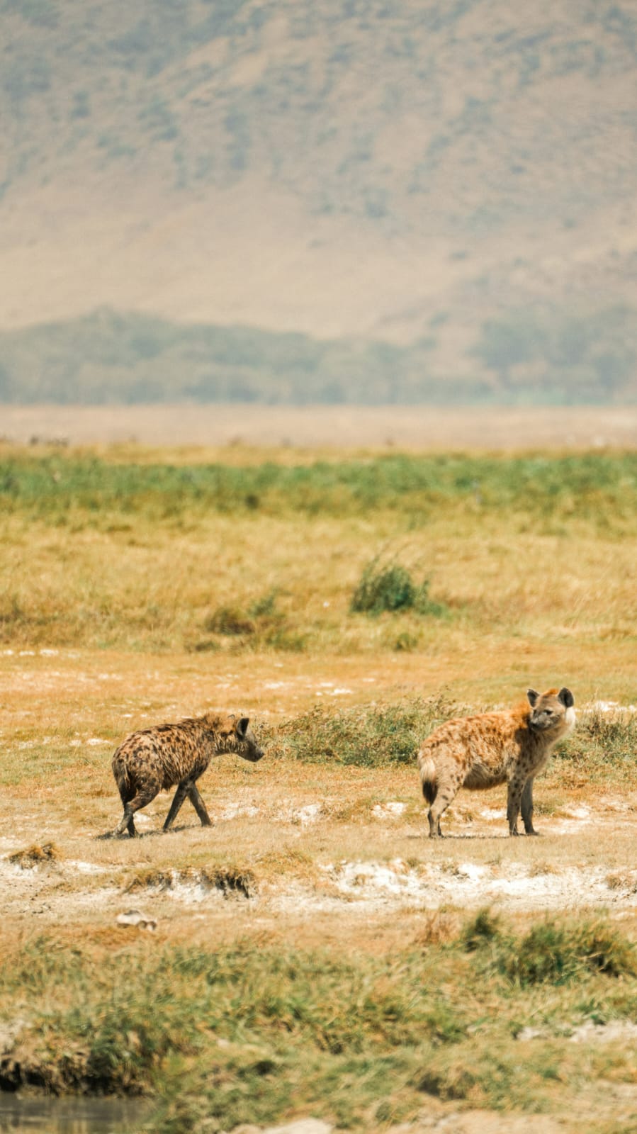 Two spotted hyenas crossing a grassy lakeshore on safari - ZS Safaris Kenya