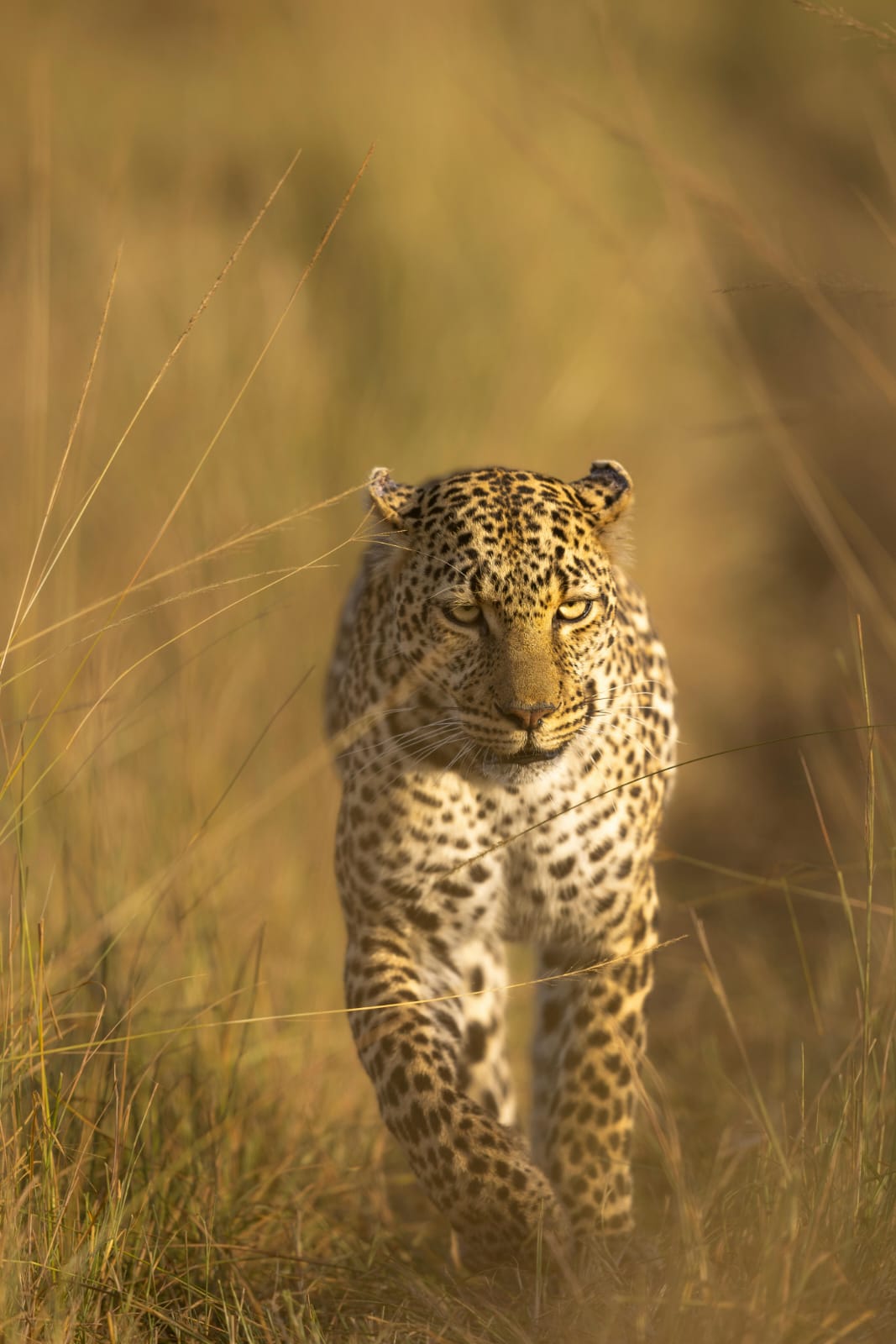 Photographer aiming a telephoto lens at elephants by a waterhole - ZS Safaris Kenya