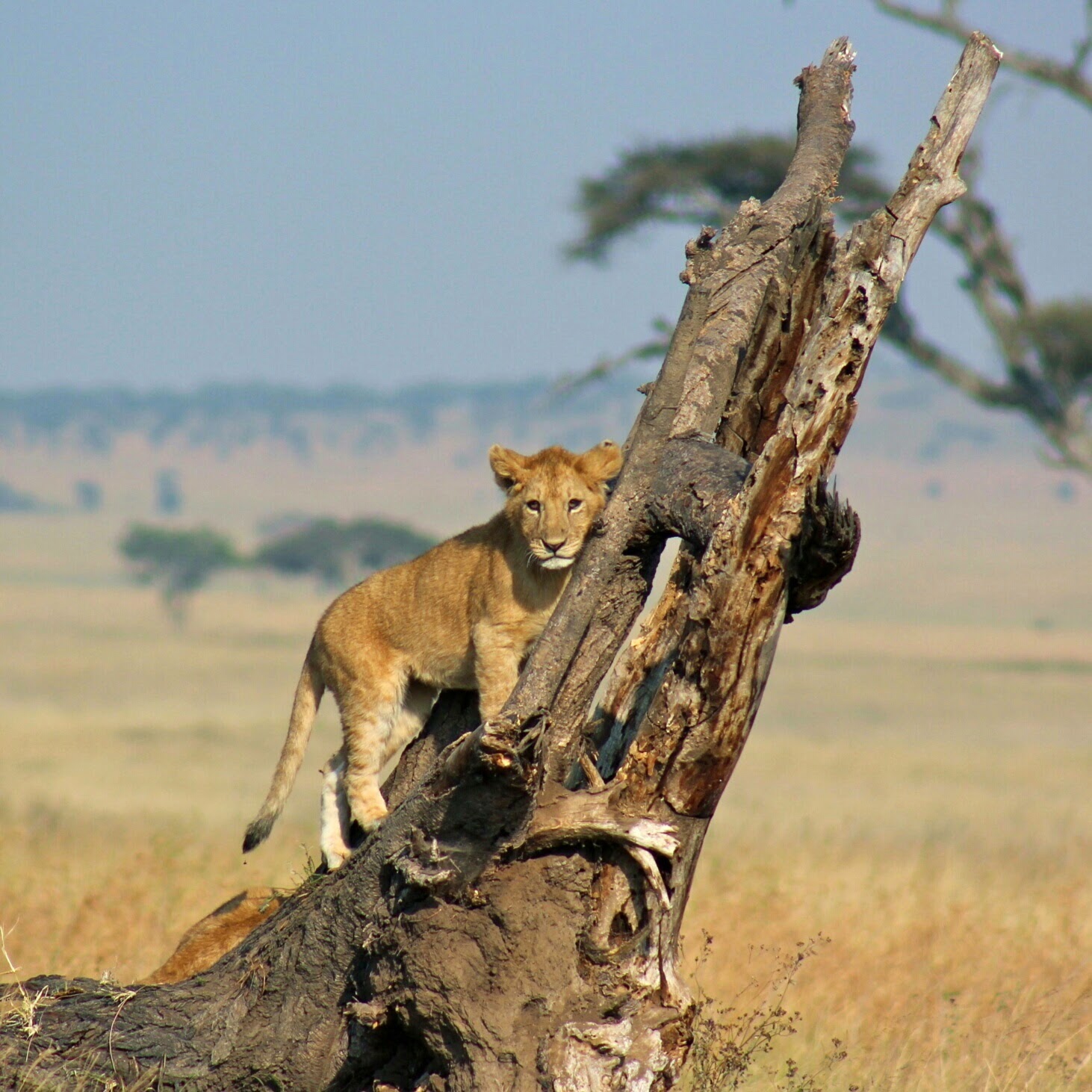 Two cheetahs resting on and beside a safari vehicle - ZS Safaris Kenya