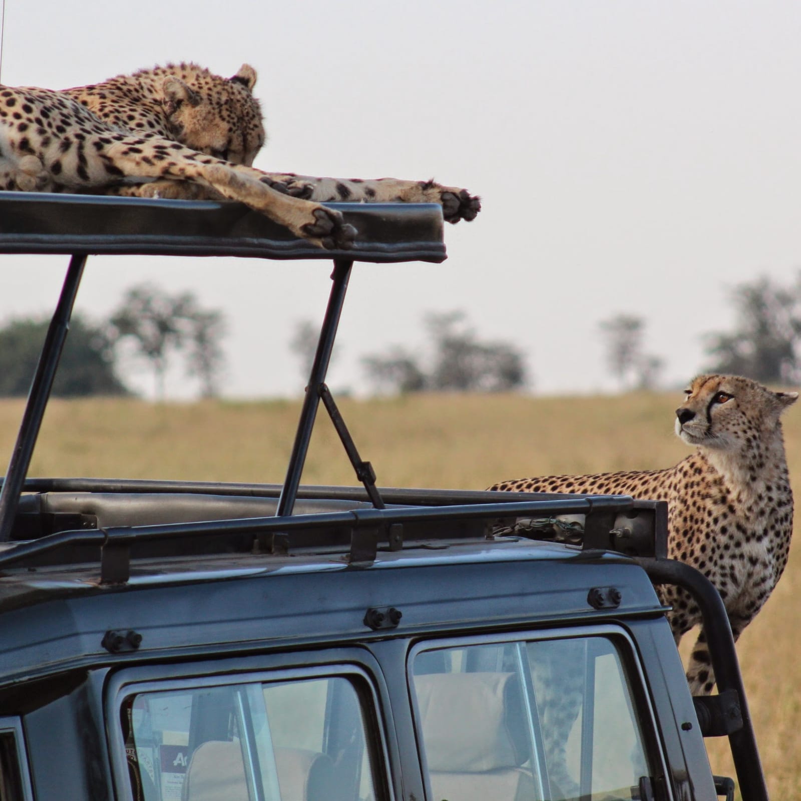 Close-up portrait of a snarling cheetah - ZS Safaris Kenya