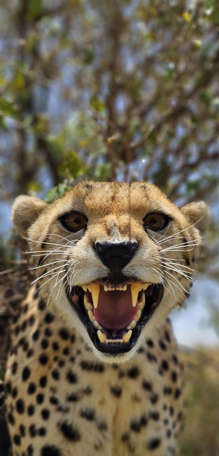 Side profile of a cheetah watching the grassland - ZS Safaris Kenya