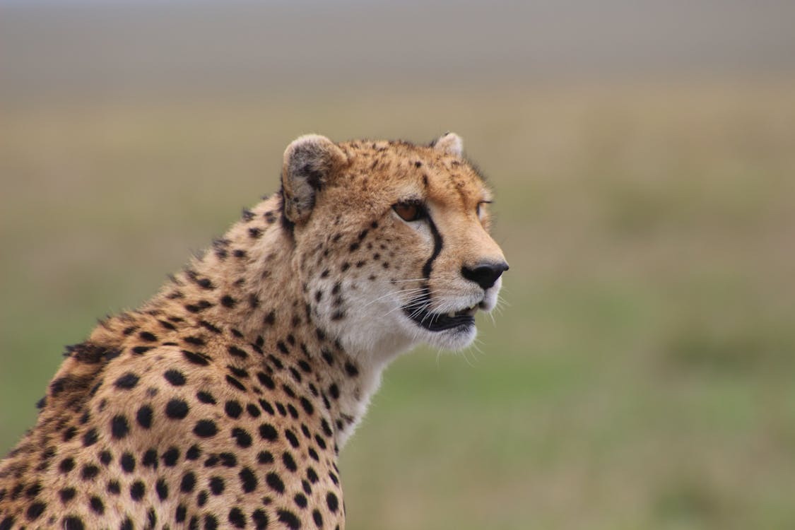 Leopard sleeping on a tree branch - ZS Safaris Kenya