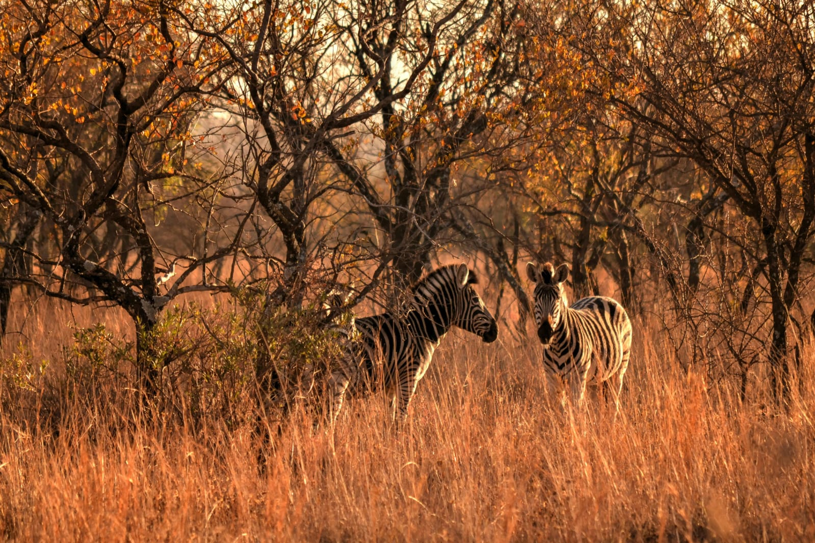 Two zebras standing among golden grass and woodland - ZS Safaris Kenya