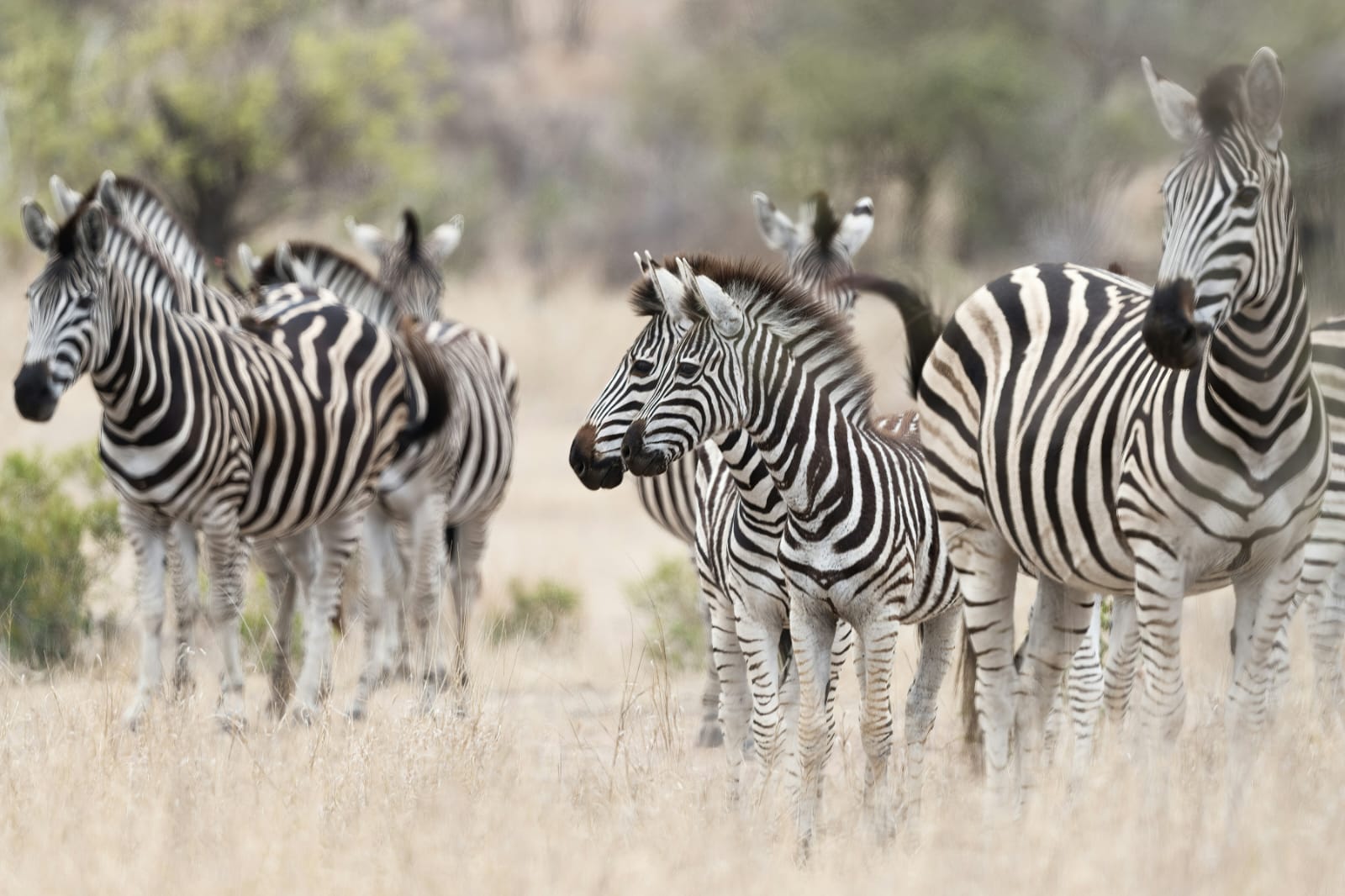 Zebra herd moving through golden grass on open plains - ZS Safaris Kenya
