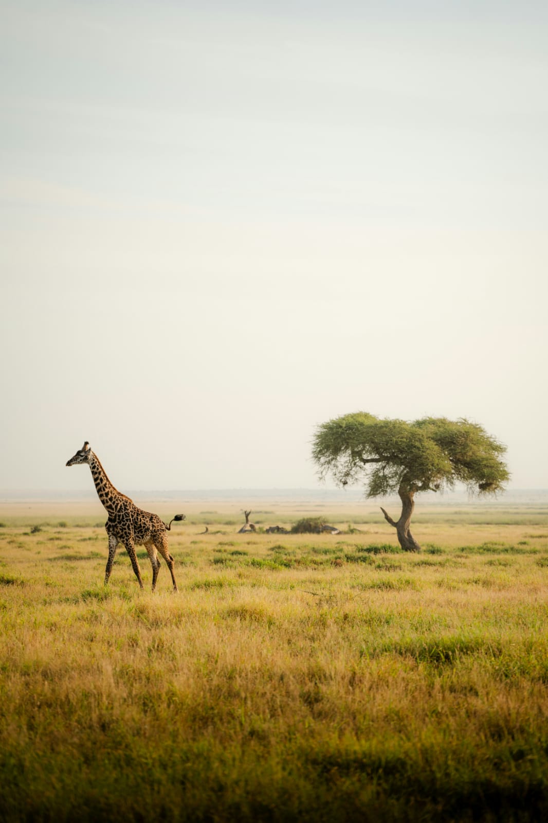 Greater kudu bull standing in tall golden grass - ZS Safaris Kenya