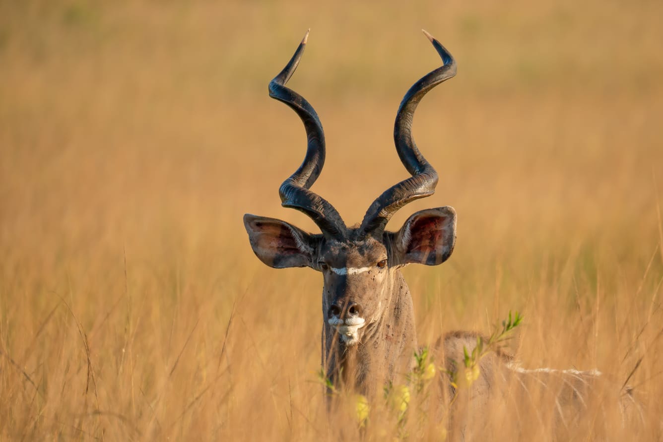 Group of zebras standing in dry scrubland at golden hour - ZS Safaris Kenya