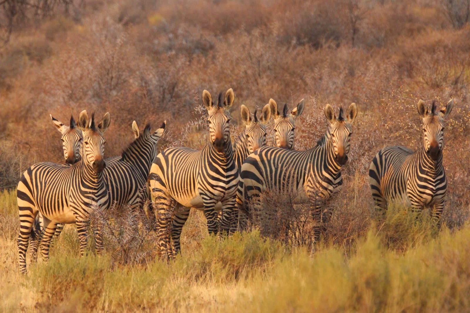 Zebra herd gathered in warm-toned savanna scrub - ZS Safaris Kenya