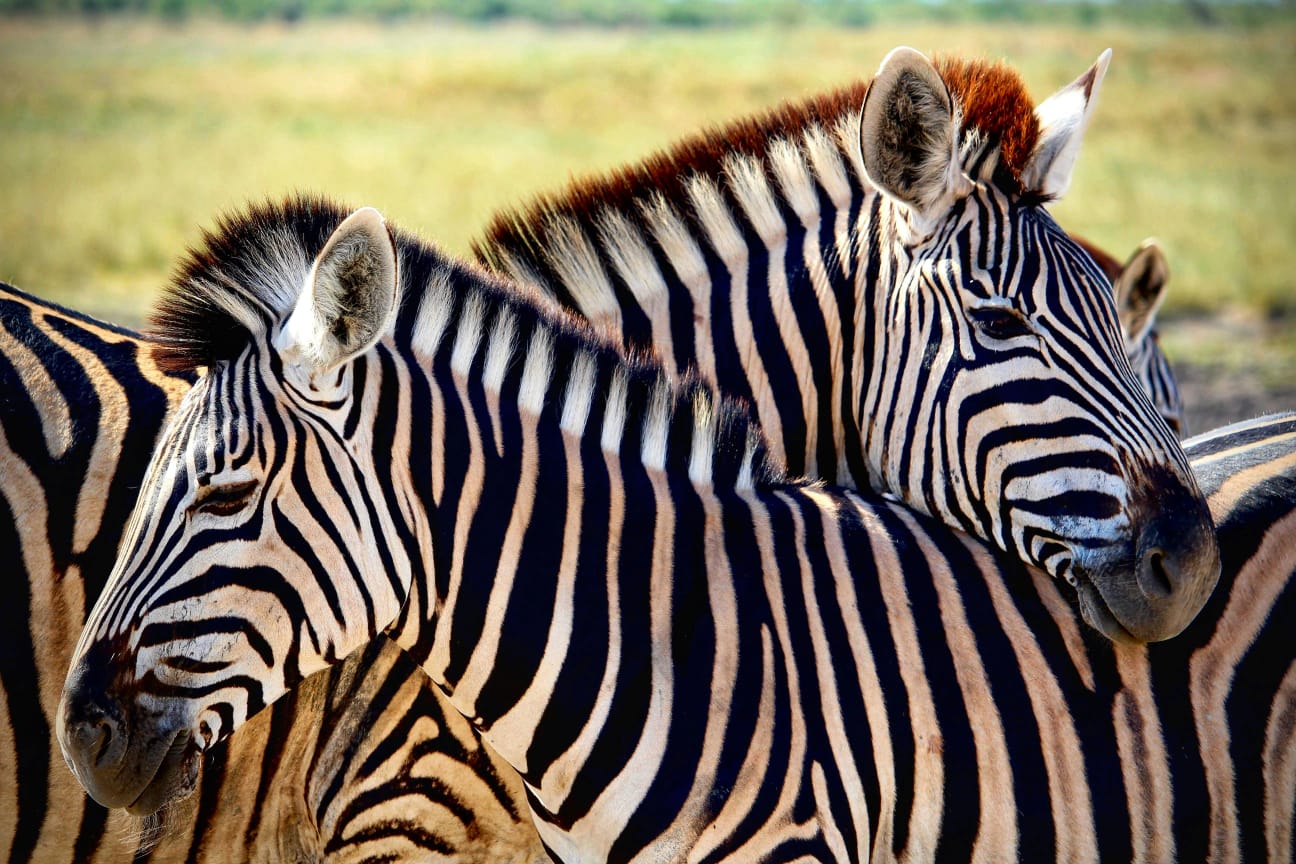 Close-up of plains zebras grouped together on open savanna - ZS Safaris Kenya