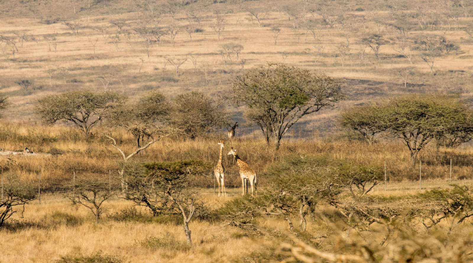 Two giraffes in an acacia-dotted savanna landscape - ZS Safaris Kenya