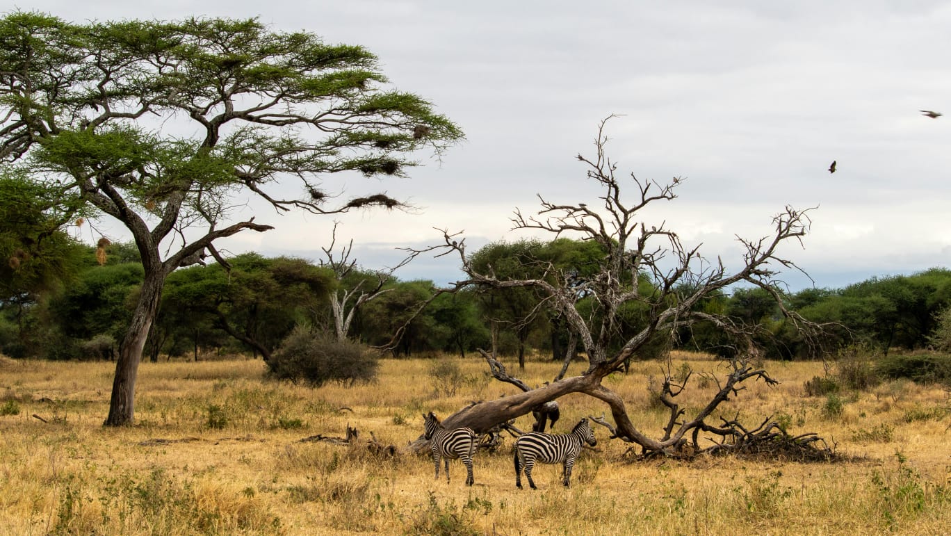 Zebras grazing beside a fallen tree in acacia woodland - ZS Safaris Kenya