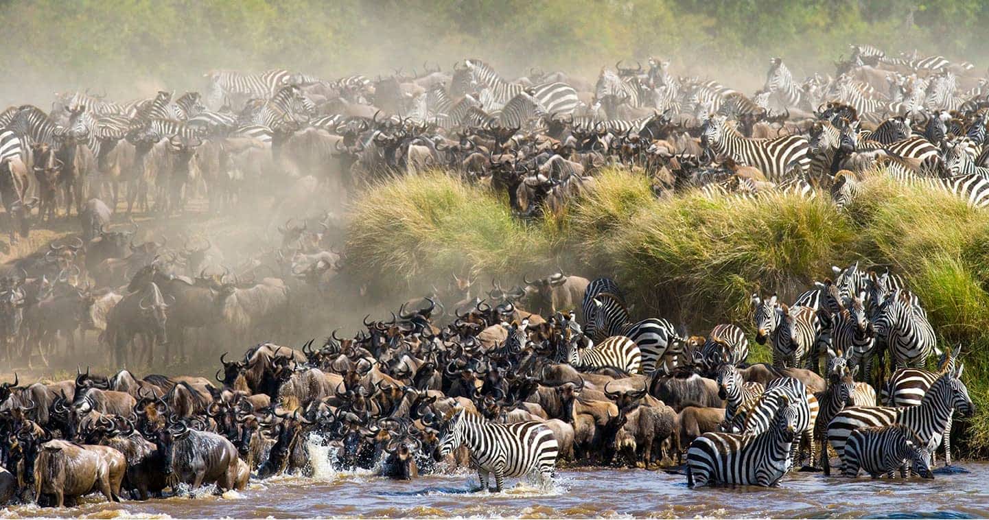 Safari wildlife scene in Maasai Mara National Reserve - ZS Safaris Kenya